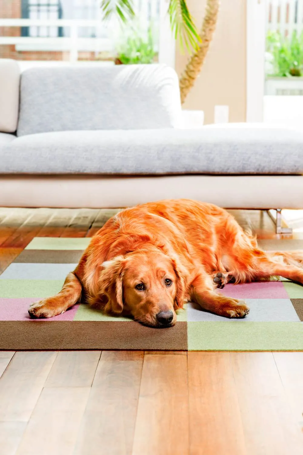 25% OFF: Triluc Non-Slip Washable & Water-Repellent Pet Mat (Teal 4-Piece)