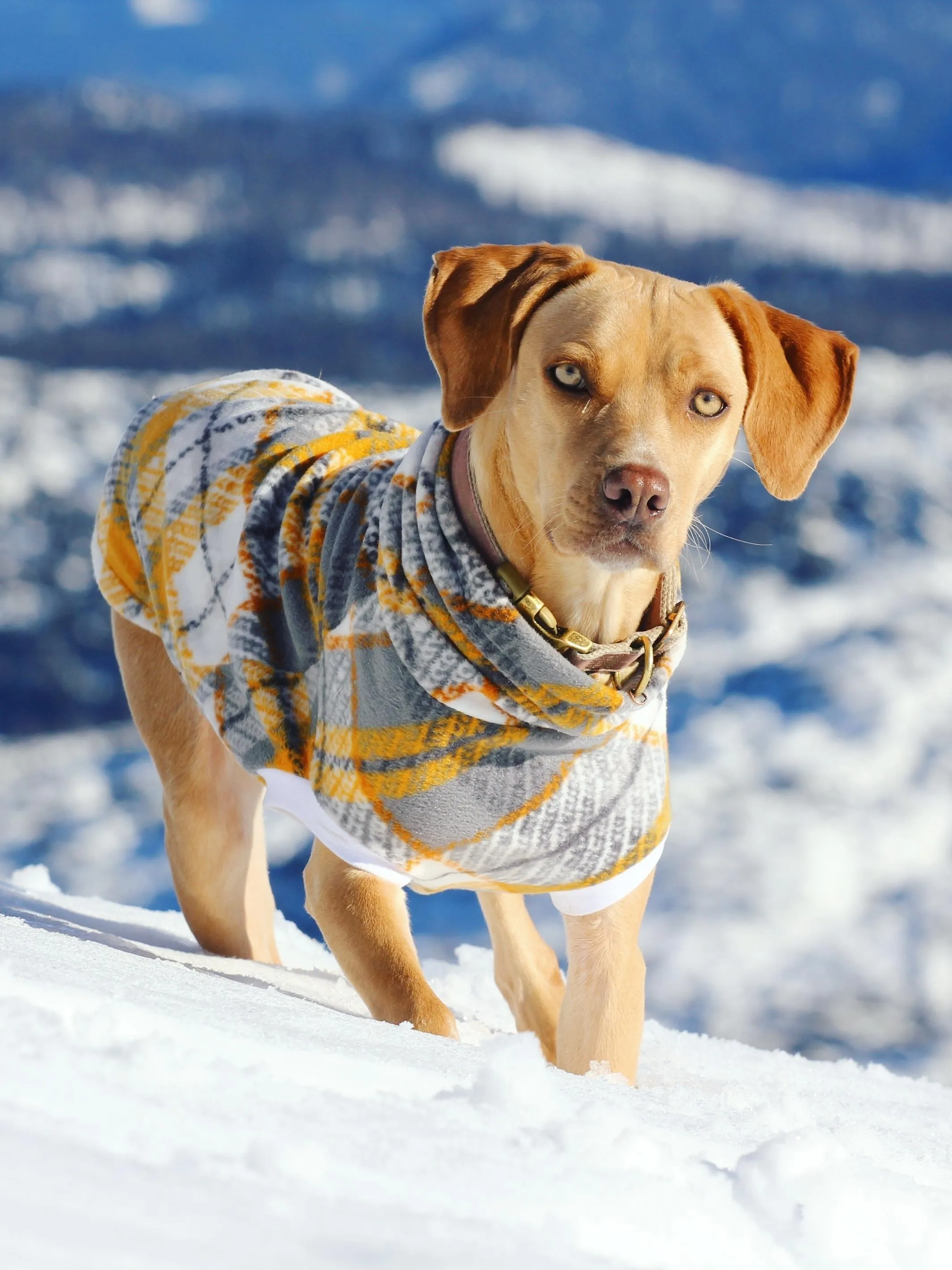 The Dusty Gold Plaid Dog Sweater