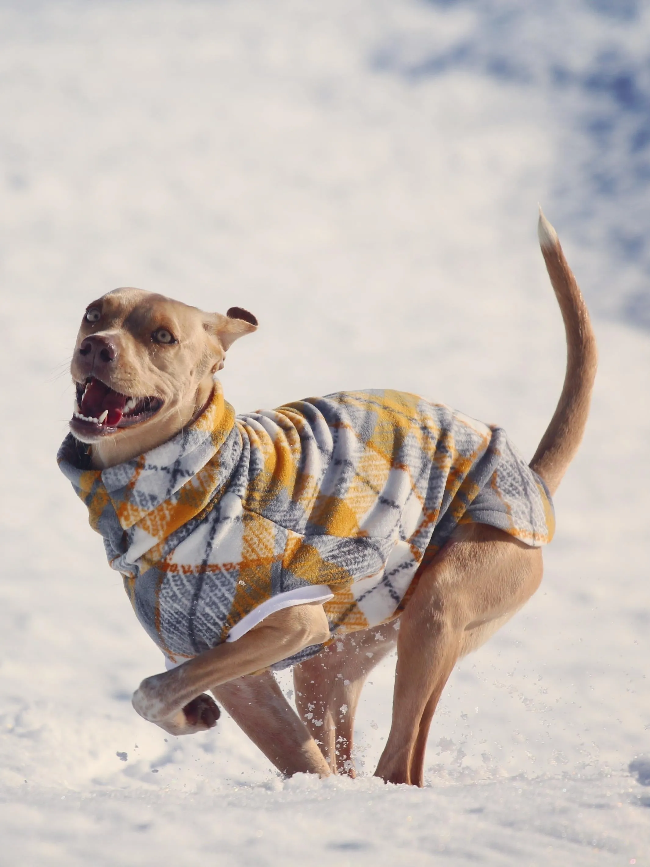 The Dusty Gold Plaid Dog Sweater